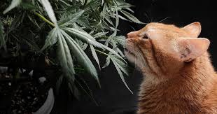 Ultimate Guide to Auto Flower Weed Seeds in USA Ultimate Guide to Auto Flower Weed Seeds in USA