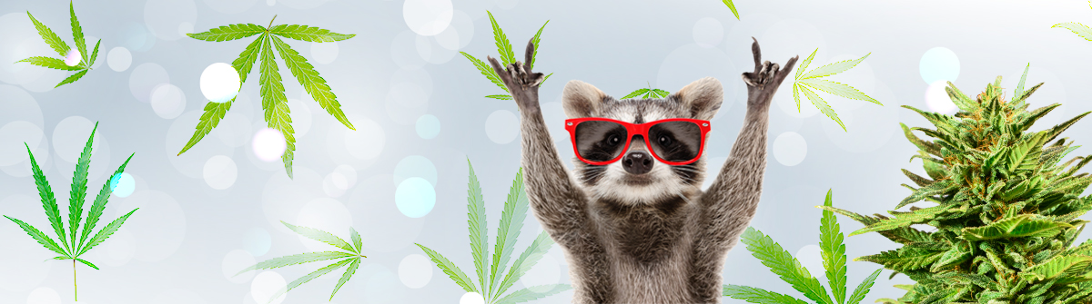 Ultimate Guide to Auto Flower Weed Seeds in USA Ultimate Guide to Auto Flower Weed Seeds in USA